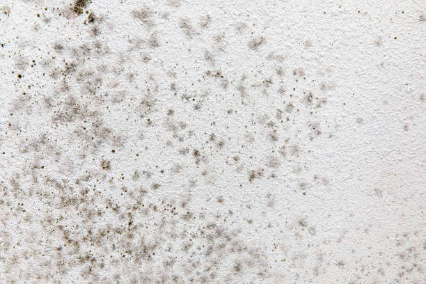 Best Water Damage & Mold Remediation  in Lindale, TX